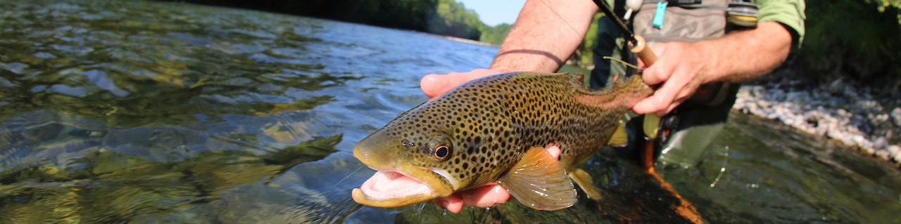 Nice Brown Trout